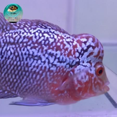 Louhan Cilnong Terbaru 