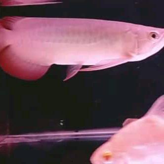 Ikan Arwana Super Red Terbaru 