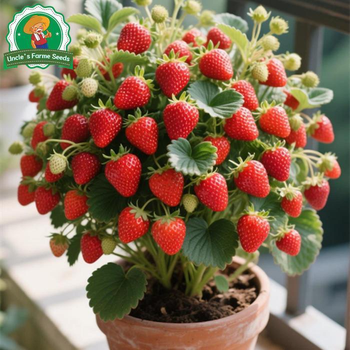 1000 Biji Stroberi Manis Raksasa Untuk Menanam Benih Buah Organik, Benih Tanaman Buah Stroberi Benih