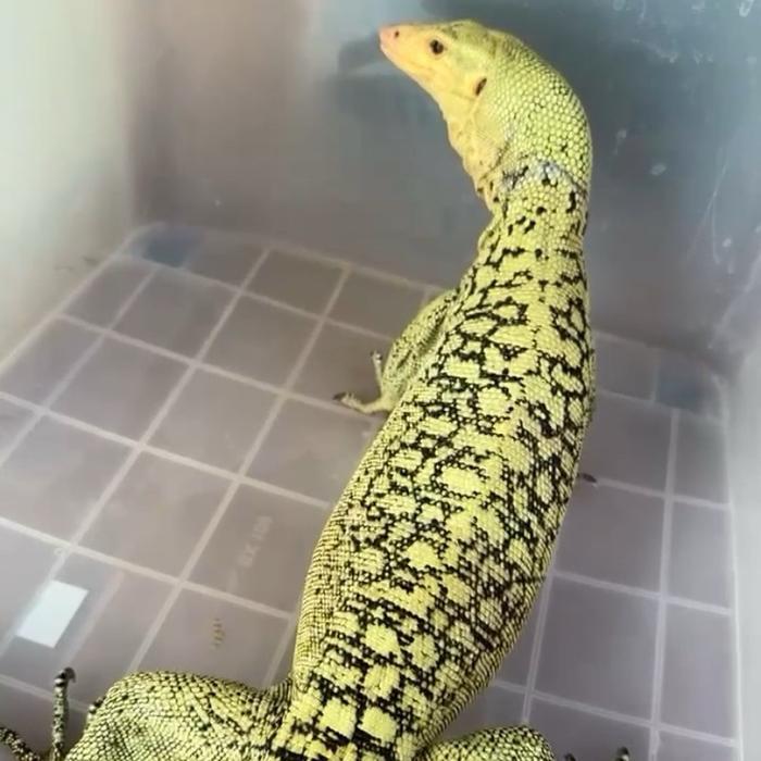 READY GE VARANUS MELINUS LEMON BLAST 1