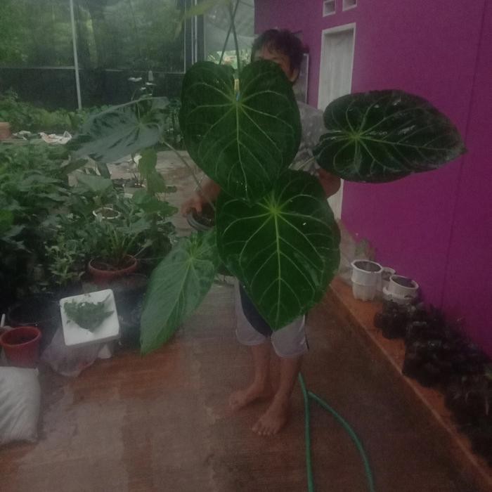 pohon kuping gajah magnificum super jumbo batang kotak