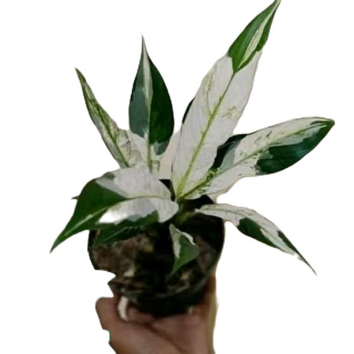 tanamanhias sepatu filum varigata - tanaman peach lily varigata Putih