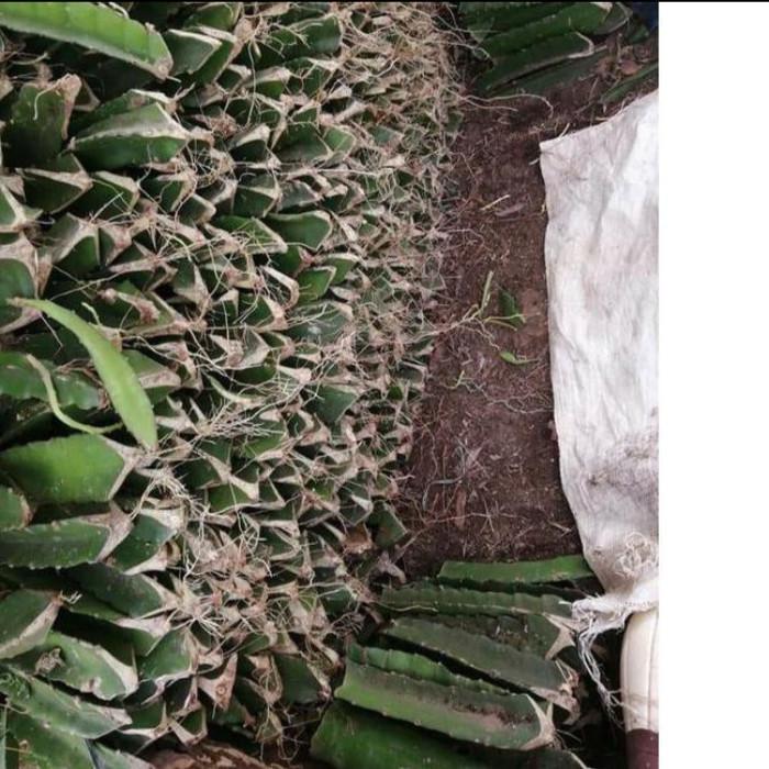 bibit stek buah naga kuning super/bibit stek buah naga kuning