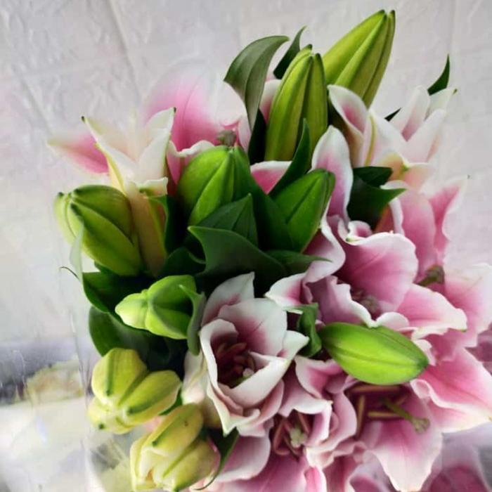 bunga Casablanka/Lily bunga potong isi 5 tangkai