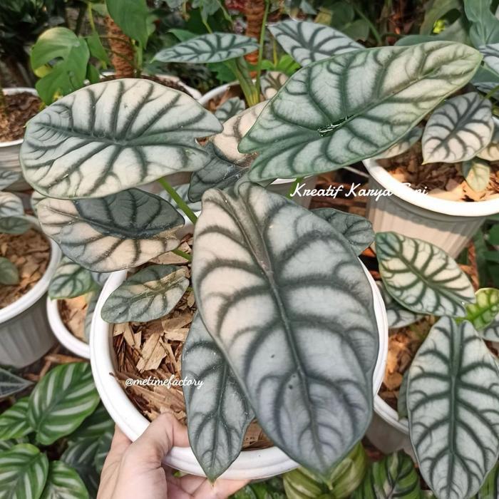 Tanaman hias alocasia dragon silver - Alocasia silver dragon