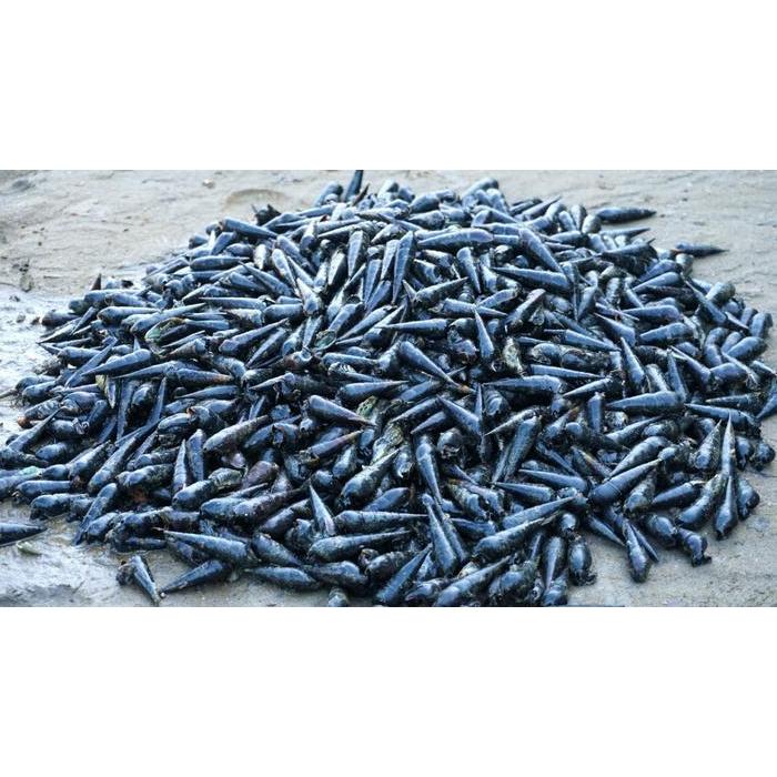 TERLARIS siput laut/tutut laut/susuh laut mentah 1 kg (seafood)