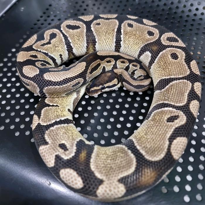 NEW Ready Ball python normal sudah bukan ukuran bayi sudah rata2 1 tahun usianya