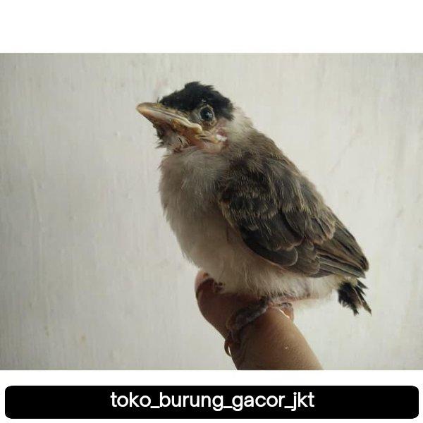 Terlariss lolohan burung kutilang