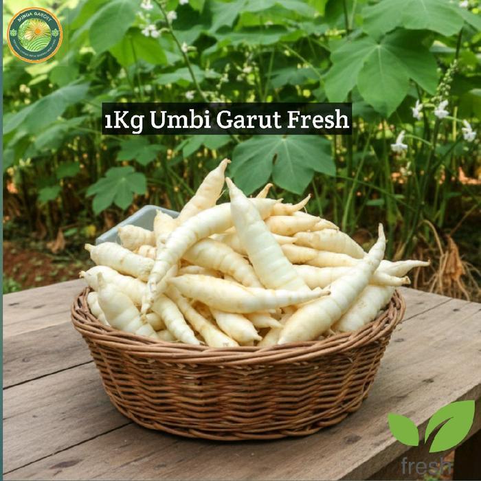 Umbi Garut /Tarigu Umbi Garut Fresh