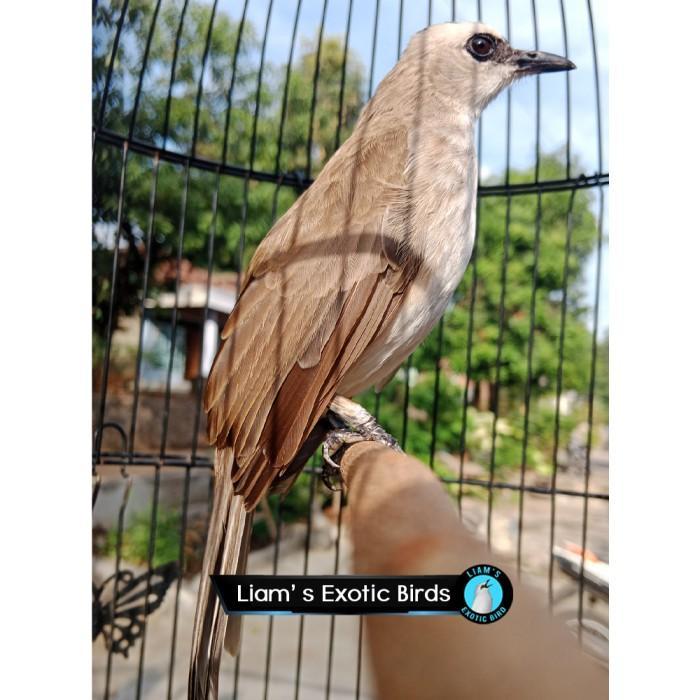 Ready Burung Trucukan Trucuk Kebo Jawa timur Pilihan Body Big