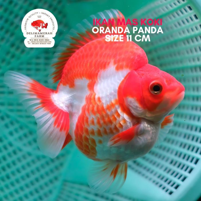 Mas Koki Ryukin Rw Sakura Size 11 Cm Good Quality Bergaransi Terbaru 