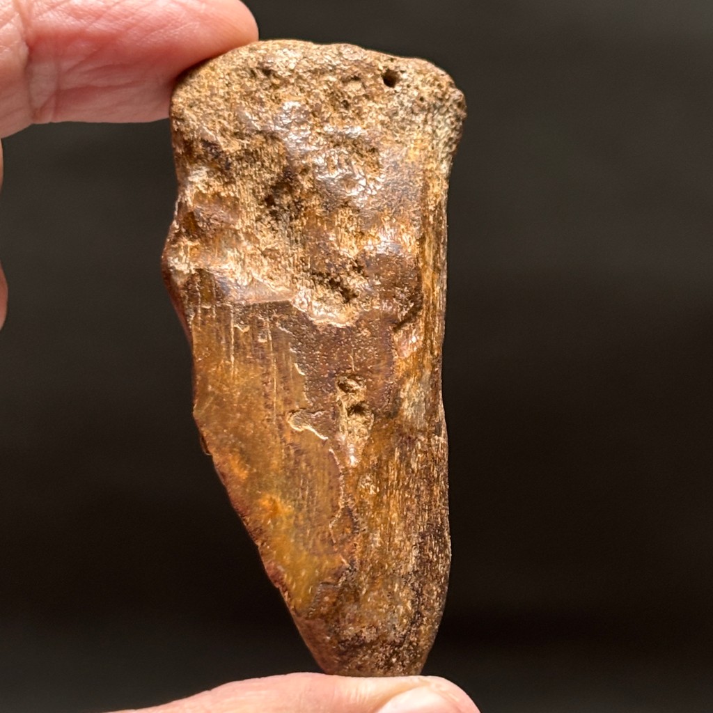 SUPER RARE | Half-Polished Javan Megalodon Tooth Fragment Natural Fosil Gigi Hiu Purba Megalodon Spe
