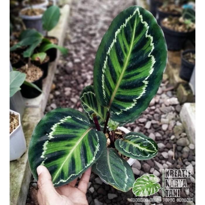 Yuxurystore- Tanaman Hias Calathea Linden - Calathea Linden