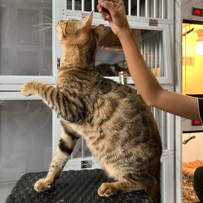 Ready SJ kucing bengal betina 9 bulan