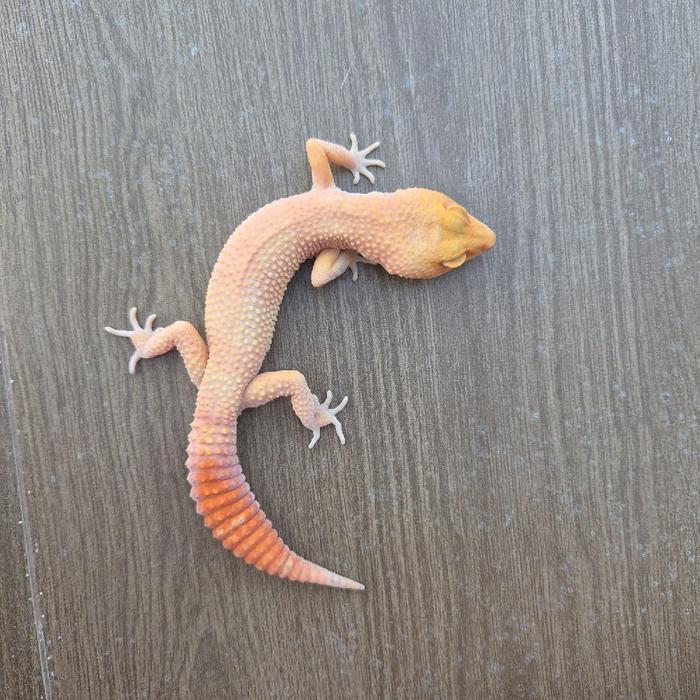 Ready Gecko sunglow jantan SM040