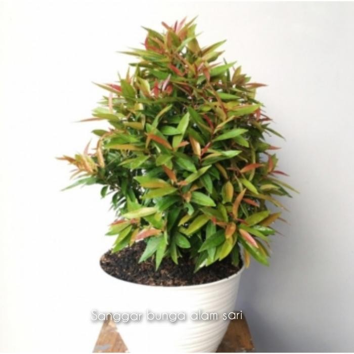 ASLI TAAN S PUCUK MERAH + POT PUTI READY STOCK