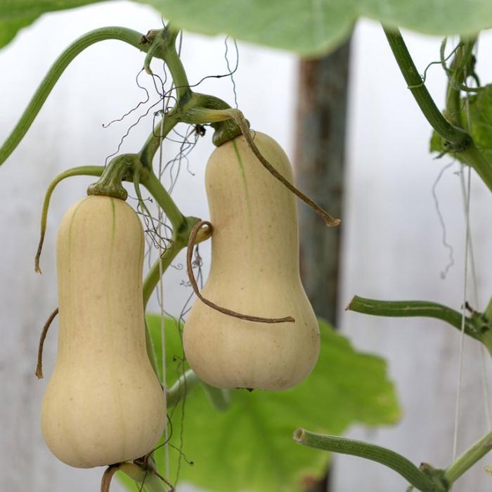 Benih Labu Madu F1 Hibrida Buldog Bibit Buah Butternut Squash Manis Bintang Asia Super