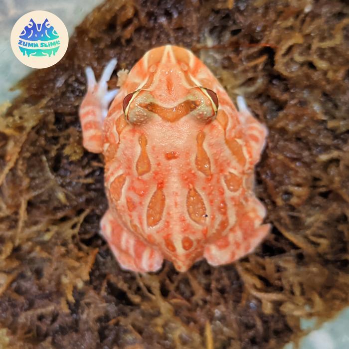 REDAY Terlaris kodok pacman frog minus Promo Murah