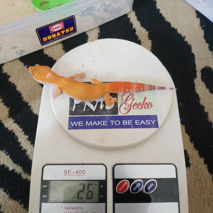 REDAY Terlaris Leopard Gecko baby Giant ( Male ) Promo Murah