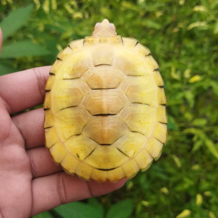 REDAY Terlaris kura res brazil albino 8 cm super yellow Promo Murah