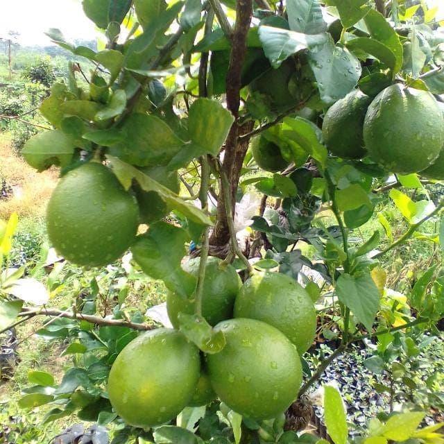 Terbaru Bibit Jeruk California Bibit Jeruk Nipis California Original Flora