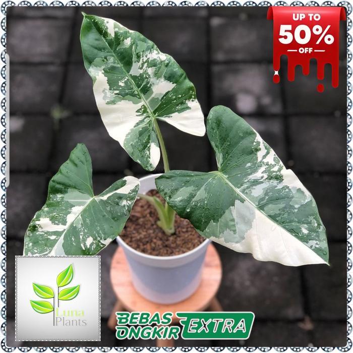 alocasia variegata - tanaman hias sente varigata