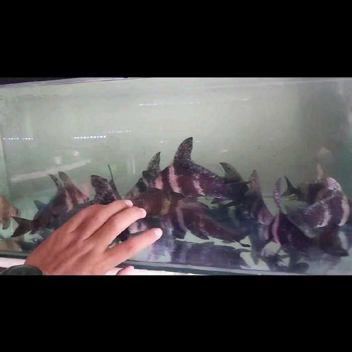 Ikan Hias Chinese High Fin Chf #Gratisongkir