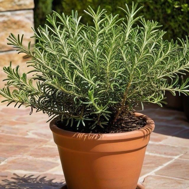 Indukan Bunga Rosemary / Bau Minyak Kayu Putih / Indukan Bunga Kayu Putih / Bunga Rosemari