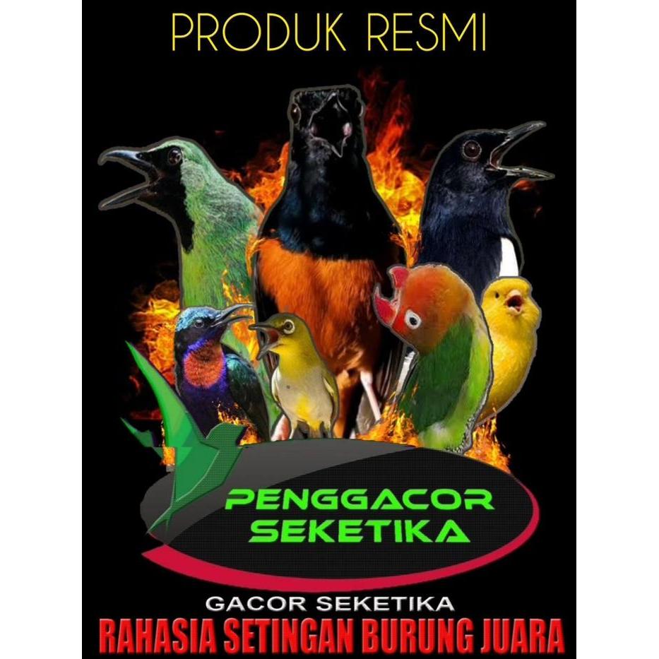 Pakan Perkutut Tekukur Penggacor Burung