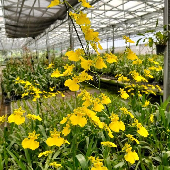 READY Bibit Botol Anggrek Oncidium
