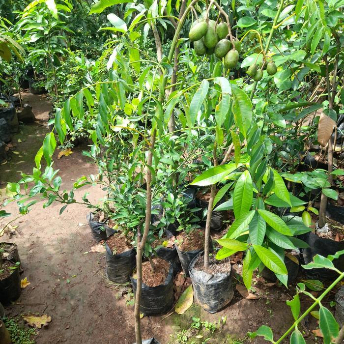 POHON BUAH KEDONGDONG BERBUAH TIINGI 1,5METER