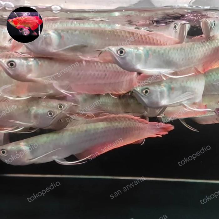 Silver Red Arwana Arowana Terbaru 