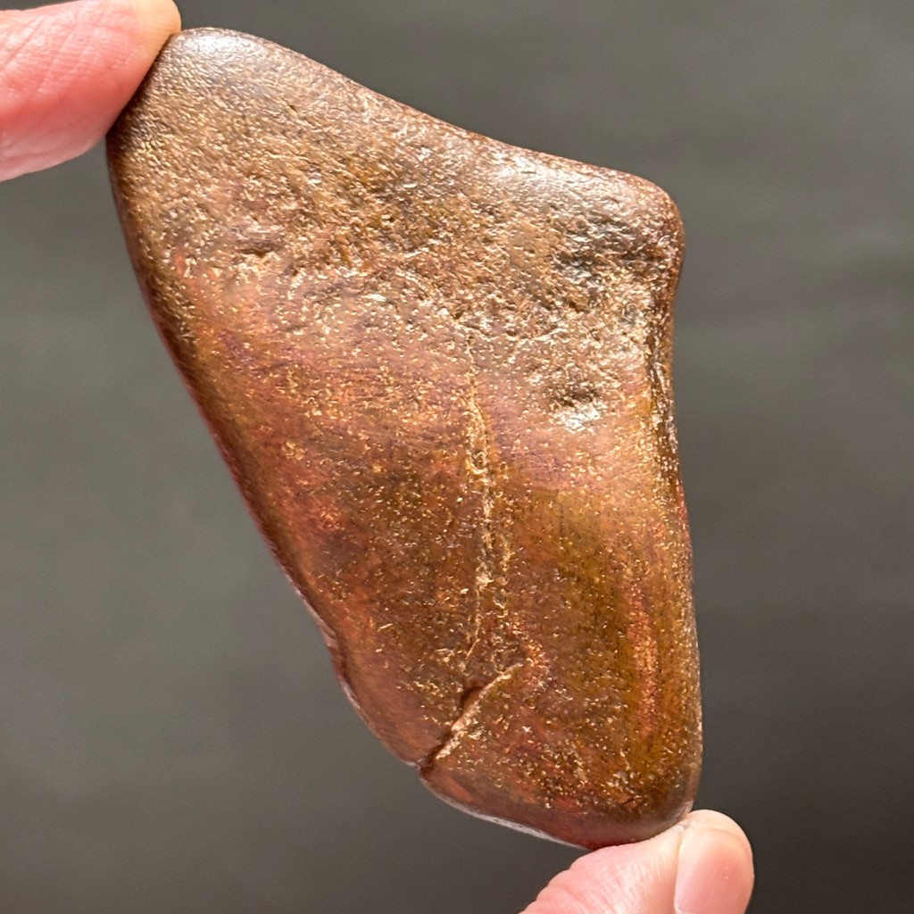 SUPER RARE | Half-Polished Javan Megalodon Tooth Fragment Natural Fosil Gigi Hiu Purba Megalodon Spe