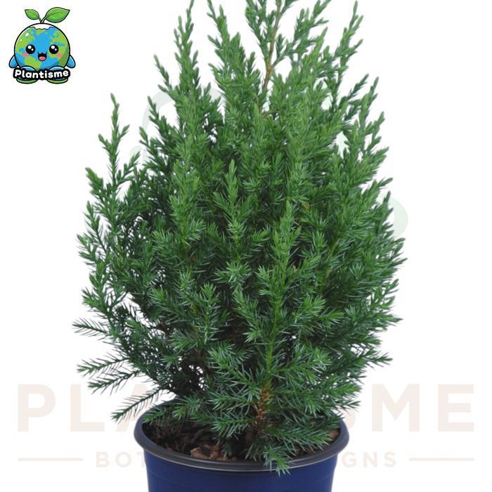 Yuxurystore- Tanaman Hias Juniperus Communis Hibernica Cemara Embun Bakalan Bonsai