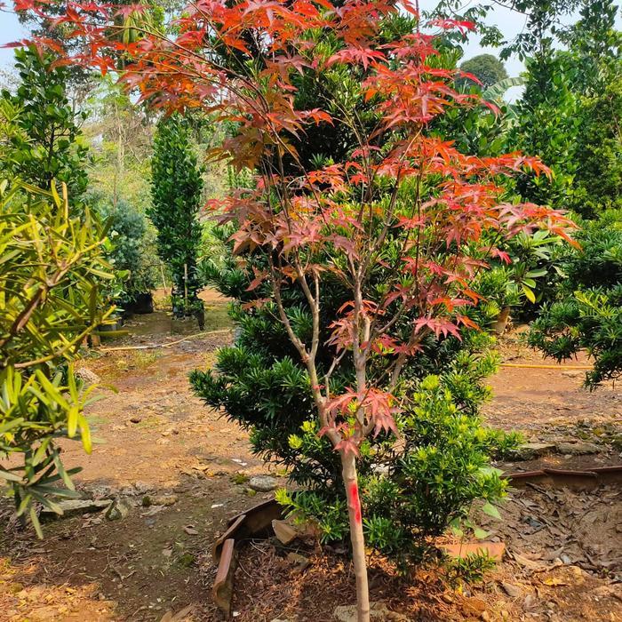 Yuxurystore- Pohon American Red Maple/Maple Amerika Daun Merah