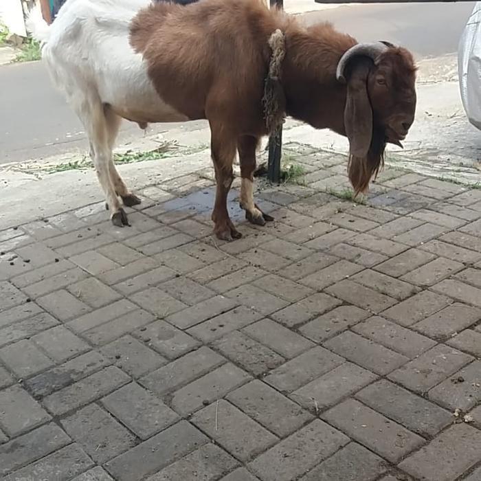 Ready SJ Kambing Cross Boer Berat 70kg Umur 3 Tahun Hewan Super Layak Kurban Kualitas Terbaik