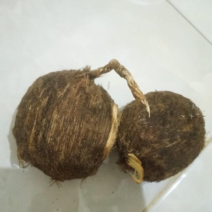 READY Benih Bibit Pohon Lontar Penghasil Legen Toak Dan Buah SilanSudah Diproses SCRA Khusus Agar