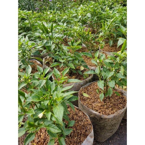 READY Tanaman cabai rawit tahu genjah berbuah