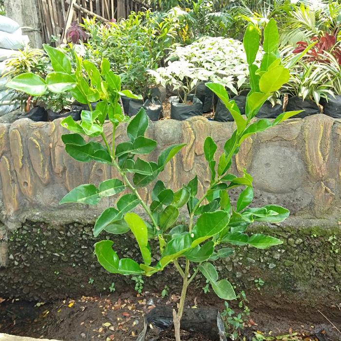 TERLARIS bibit buah jerruk purut siap ta / buah jeruk/ jeruk purut cangkok / daun jeruk masak / taan