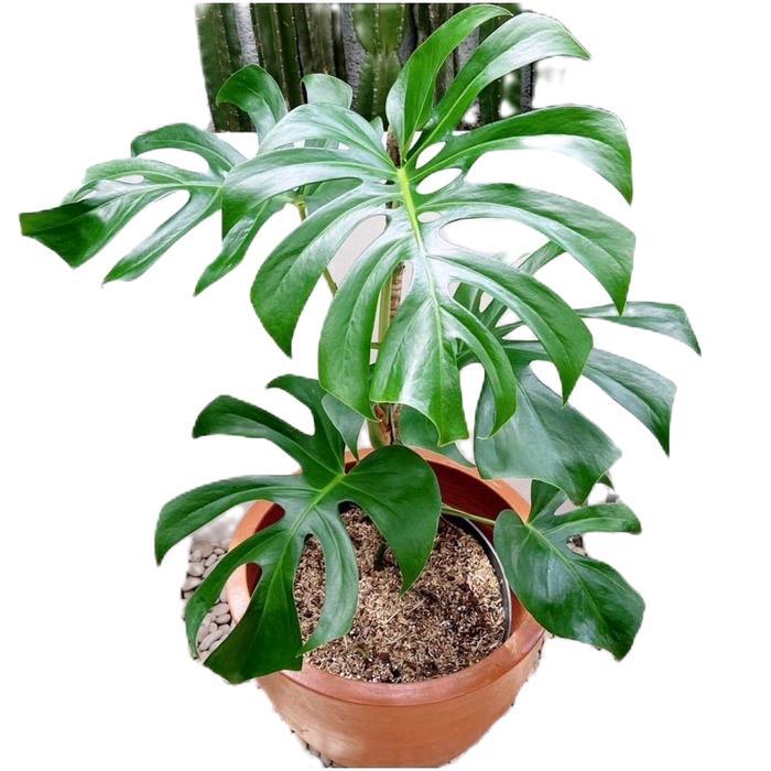 monstera king - tanamanhias monstera king - tanaman monstera king - tanaman monstera Pupuk