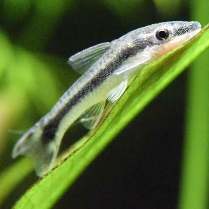 REDAY Terlaris Aqualaku Dwarf Suckers Otocinclus Aquascape Algae Eater Makan Algae di Tank Pakan