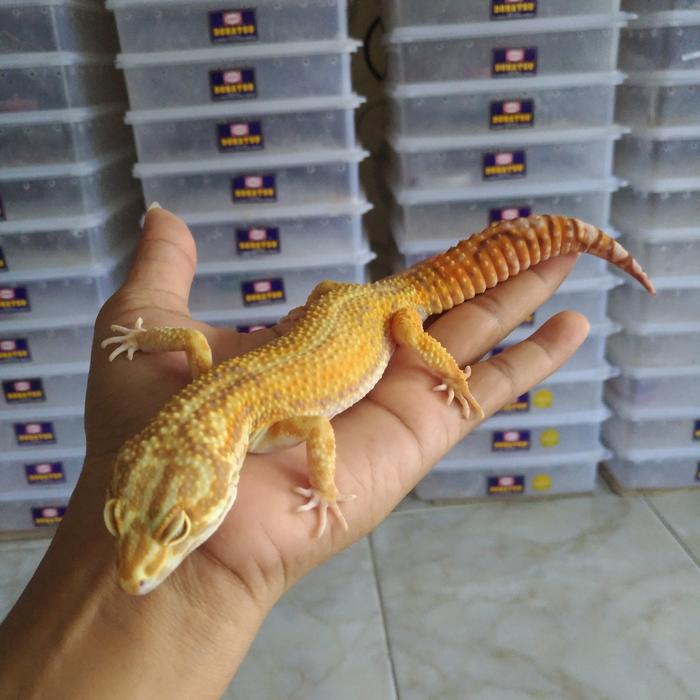 REDAY Terlaris leopard gecko giant male, tokek hias lucu Promo Murah