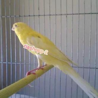 burung kenari import rasmi betina siapan mapan mewah