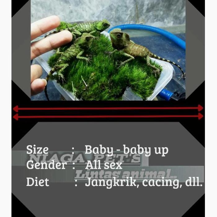 Ready BS baby forest dragon gonocephalus chamaeleontinus