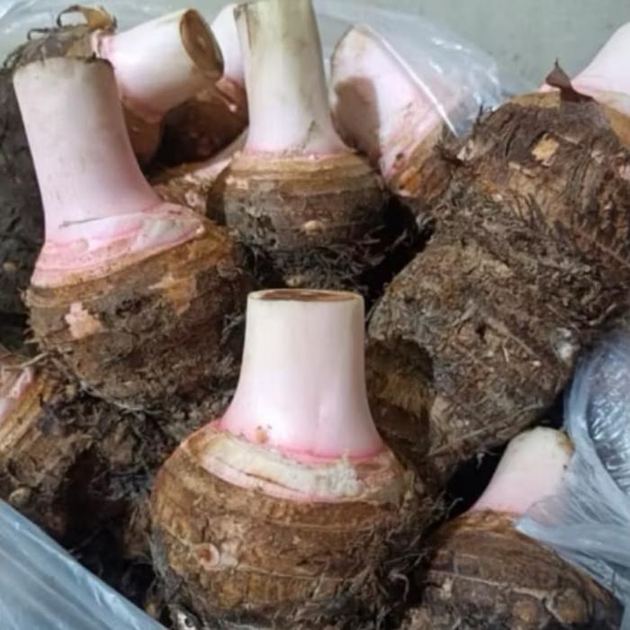 UBI TALAS BOGOR 1KG/TALAS BENTUL/ TALAS KETAN BOGOR PULEN/TALAS PULEN/TALAS KETAN/TALES/BENTOL/TALAS