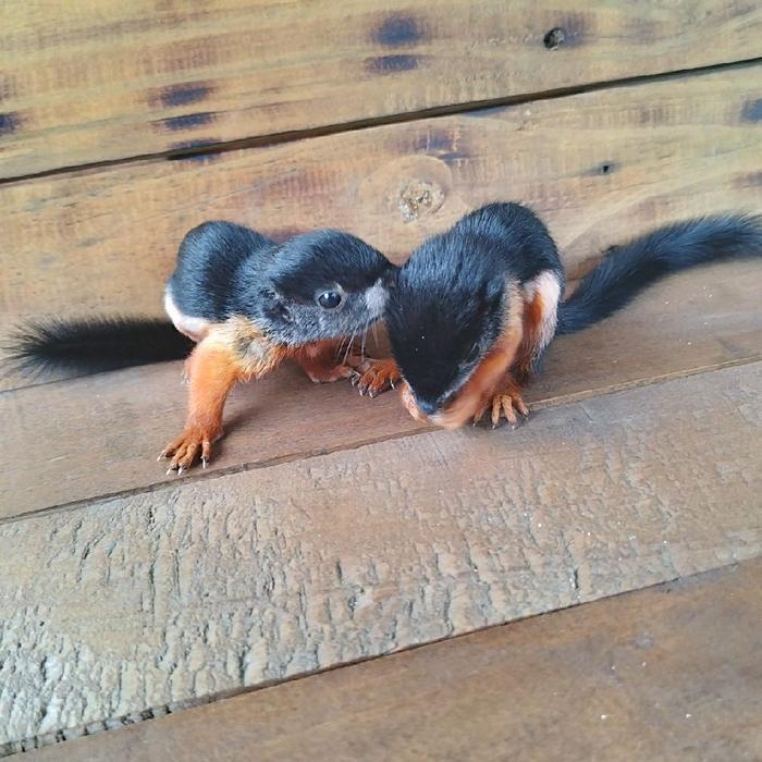 Ready BS TUPAI/SQUAIREL/BAJING KELAPA 3 WARNA ANAKAN