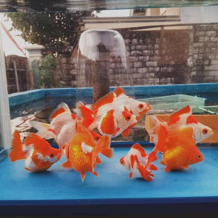 Ikan Mas Koki Ryukin Rw Ikan Mas Koki Ryukin Terbaru 