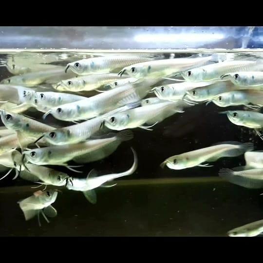 Silver Red Arwana Terbaru 