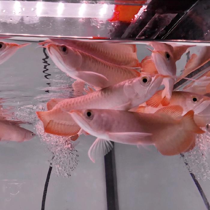 Arwana Super Red Baby Garansi 100% Terbaru 