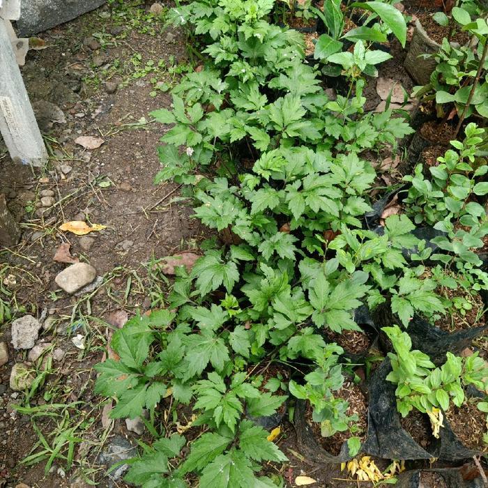 Zplant Bibit Purwaceng Purwoceng Antanan Gunung Tanaman Rimbun Tinggi 15Cm Siap Tumbuh Dalam Polibag